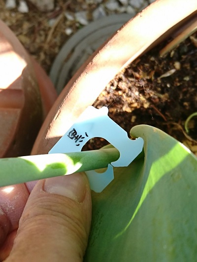 バッグクロージャー