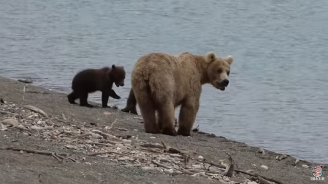 ハイキングしてたら大型の熊と遭遇
