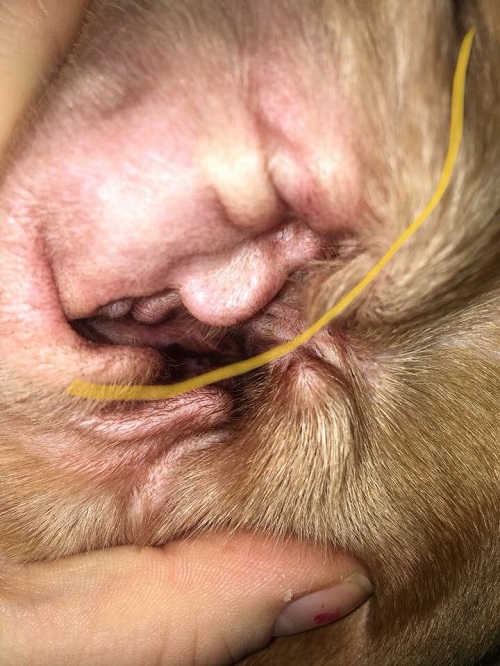 お耳がトランプ大統領にしか見えない犬