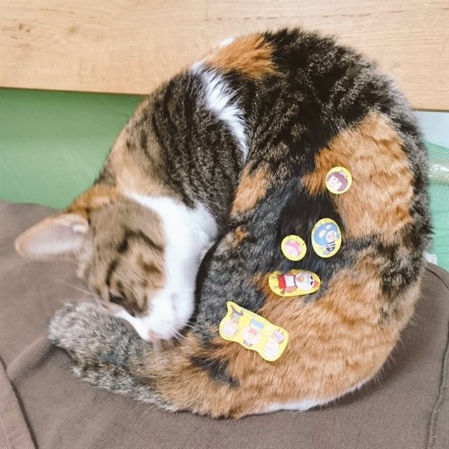 我が子のいたずら画像