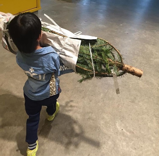 IKEAもみの木
