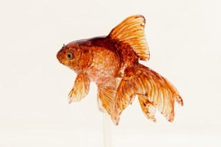 金魚ワンダーランド