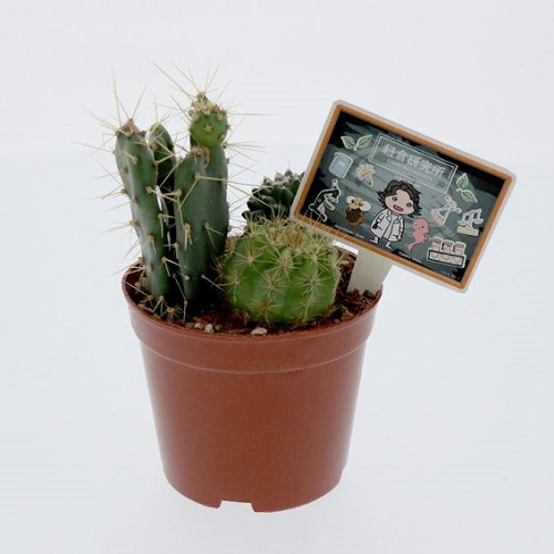 インハンド×3COINSコラボ