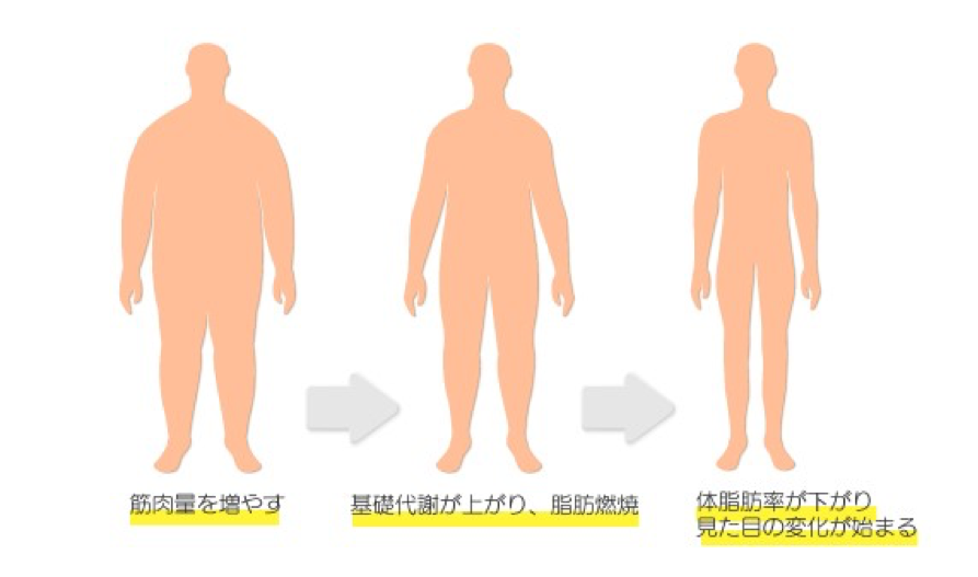 正しい減量のながれ